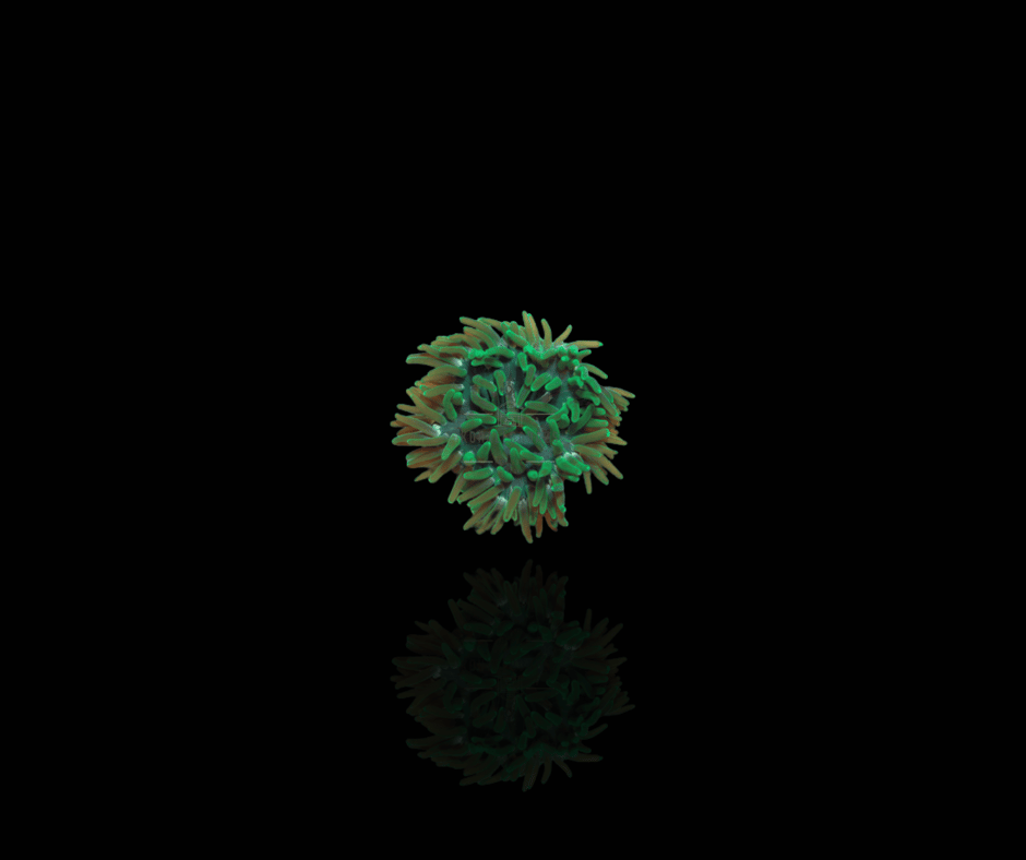 Macrodactyla Doreensis (green)